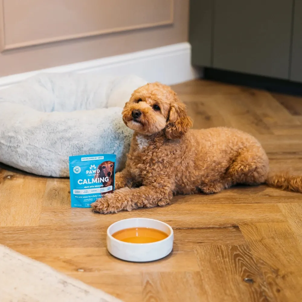 A cockapoo resting beside a bowl of PAWD Calming and the pouch